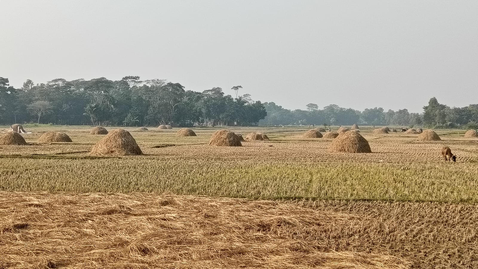 আমন কাটার পর খড়েই ব্যস্ত কৃষক, মতলব উত্তরে গো-খাদ্যের বাজার চাঙ্গা