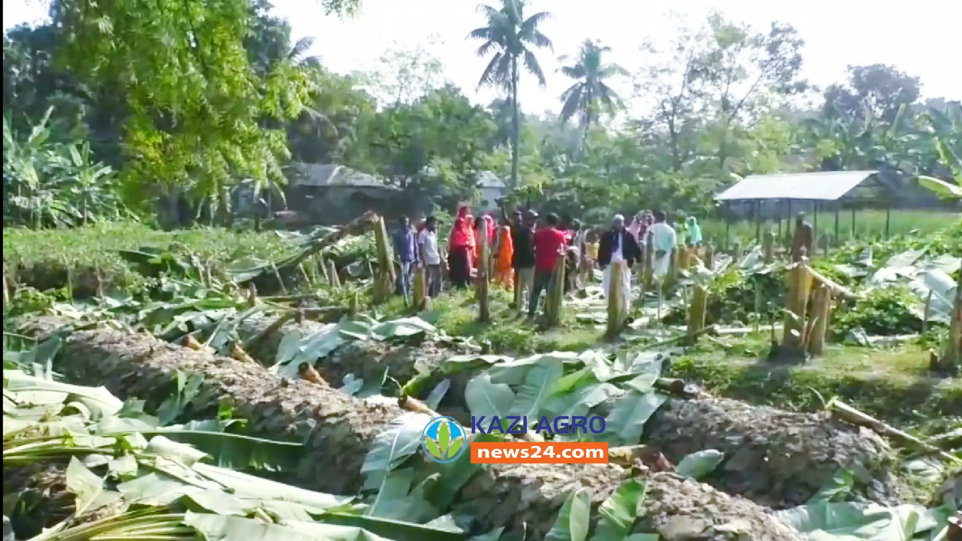 ঈশ্বরদীতে ৫’শ কলা গাছ কর্তনের অভিযোগে ৩ জন গ্রেফতার, ও মানববন্ধন করেছেন এলাকাবাসী