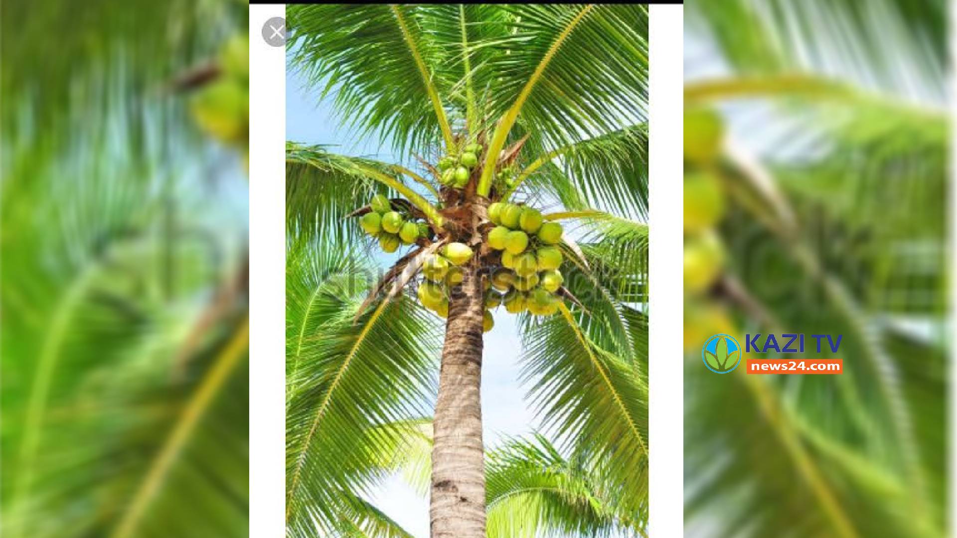 এনায়েতপুরে ডাব পারতে গিয়ে মাদ্রাসা ছাত্রের মৃত্যু।