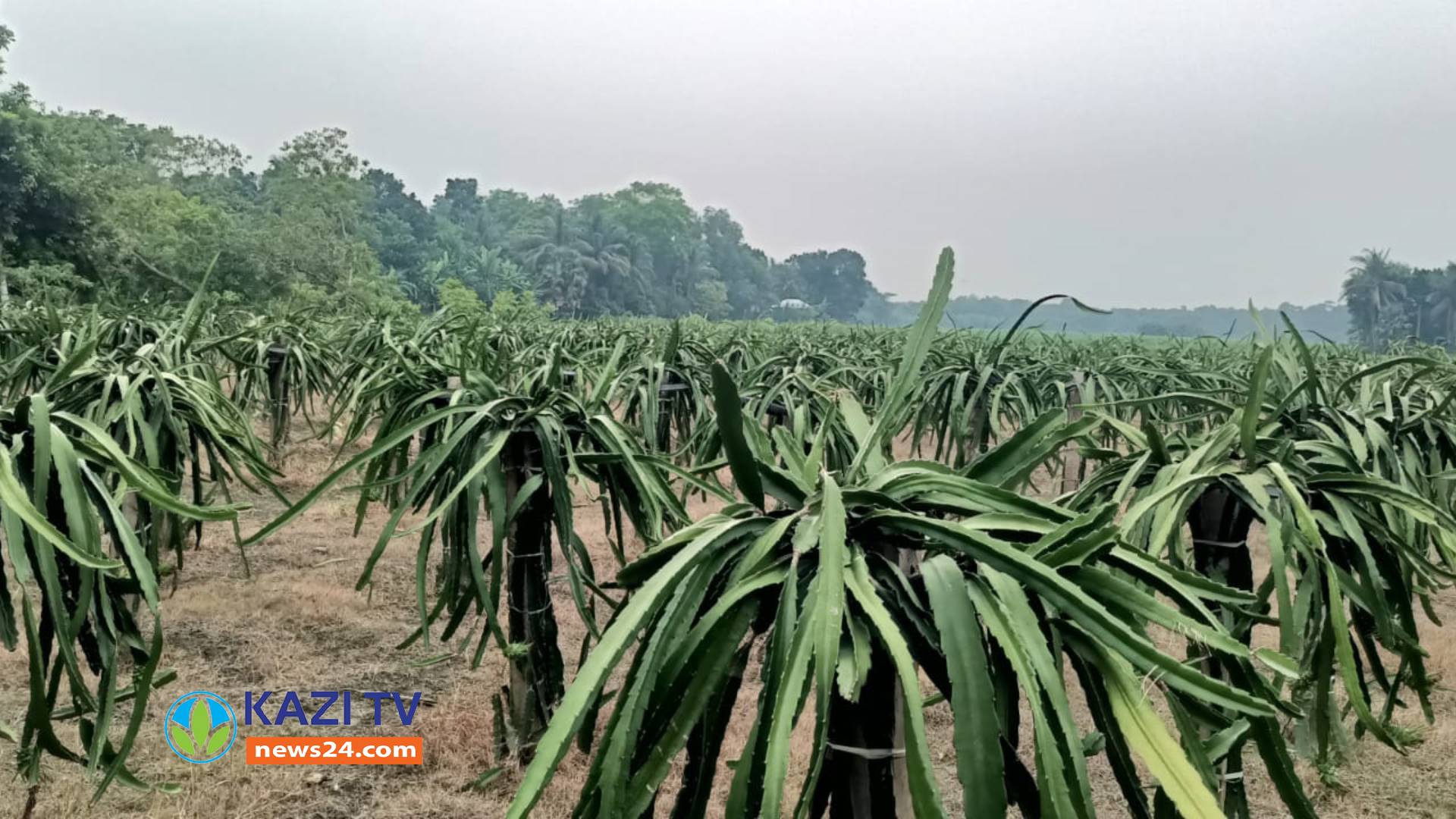 কালিয়ায় পতিত জমিতে ড্রাগন চাষে সফল।