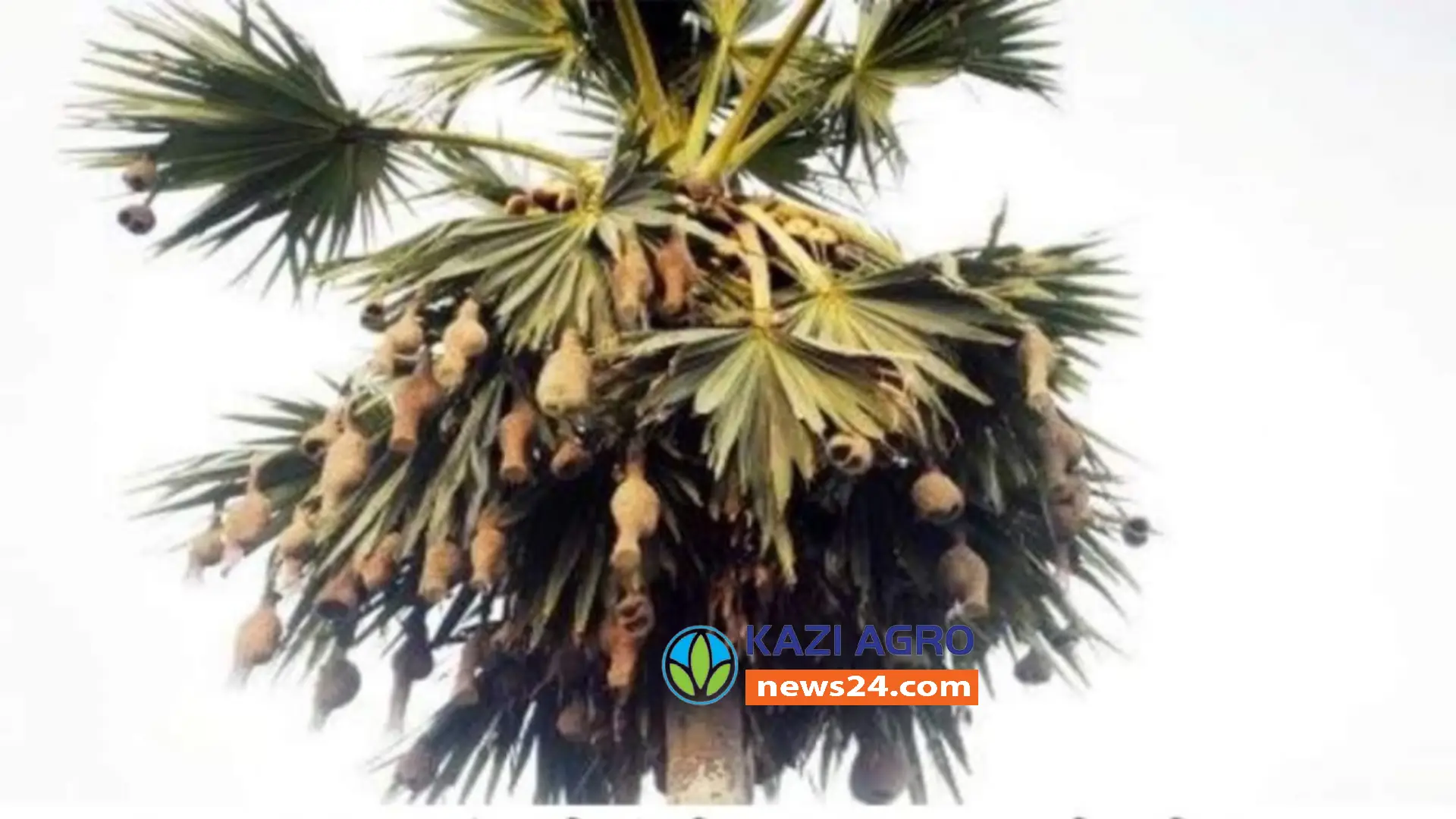 কালের আবর্তে হারিয়ে যাচ্ছে তালগাছ সেই সাথে বিপন্ন হচ্ছে বাবুই পাখির নিরাপদ আশ্রয়
