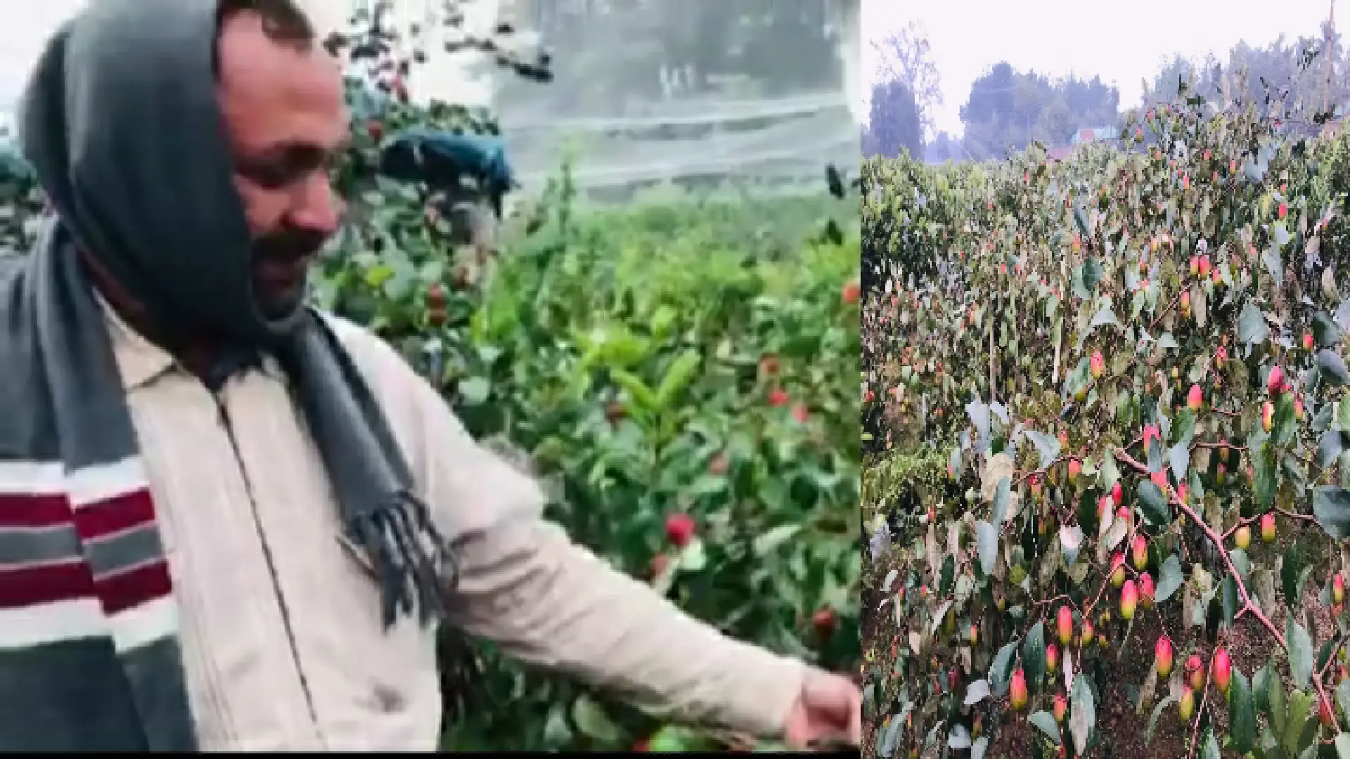 কুষ্টিয়ায় ভারত সুন্দরী কুল চাষে লাভবান চাষি রায়হান