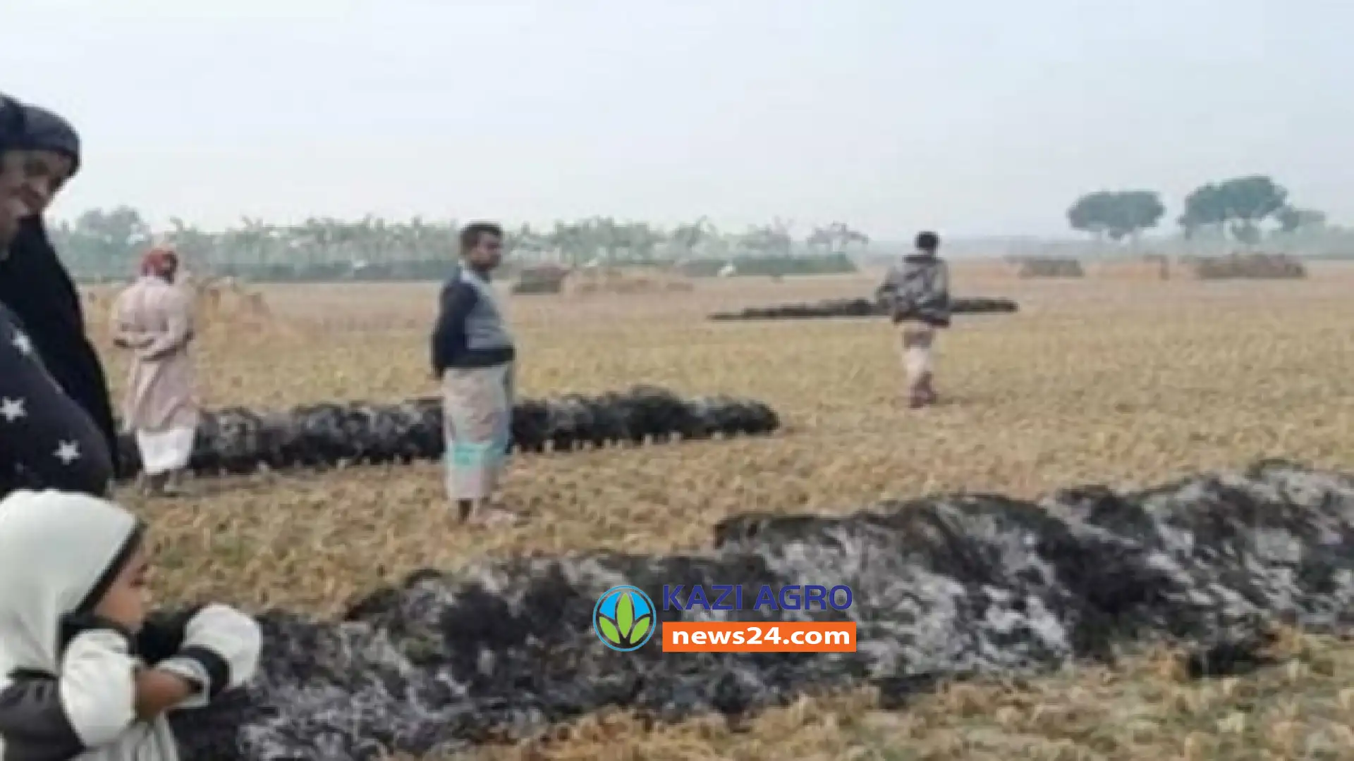 কুষ্টিয়ায় শত্রুতার করে কৃষকের ধানে আগুন