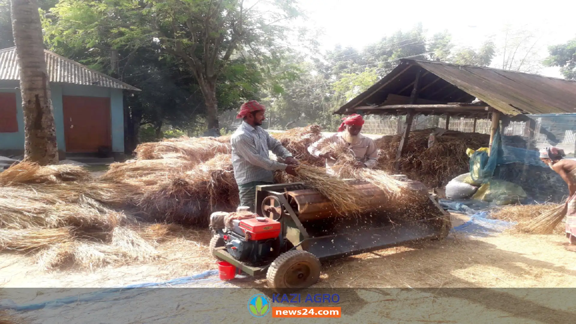 কুষ্টিয়ায় সোনালী ধান ঘরে তুলতে ব্যাস্ত কৃষকরা