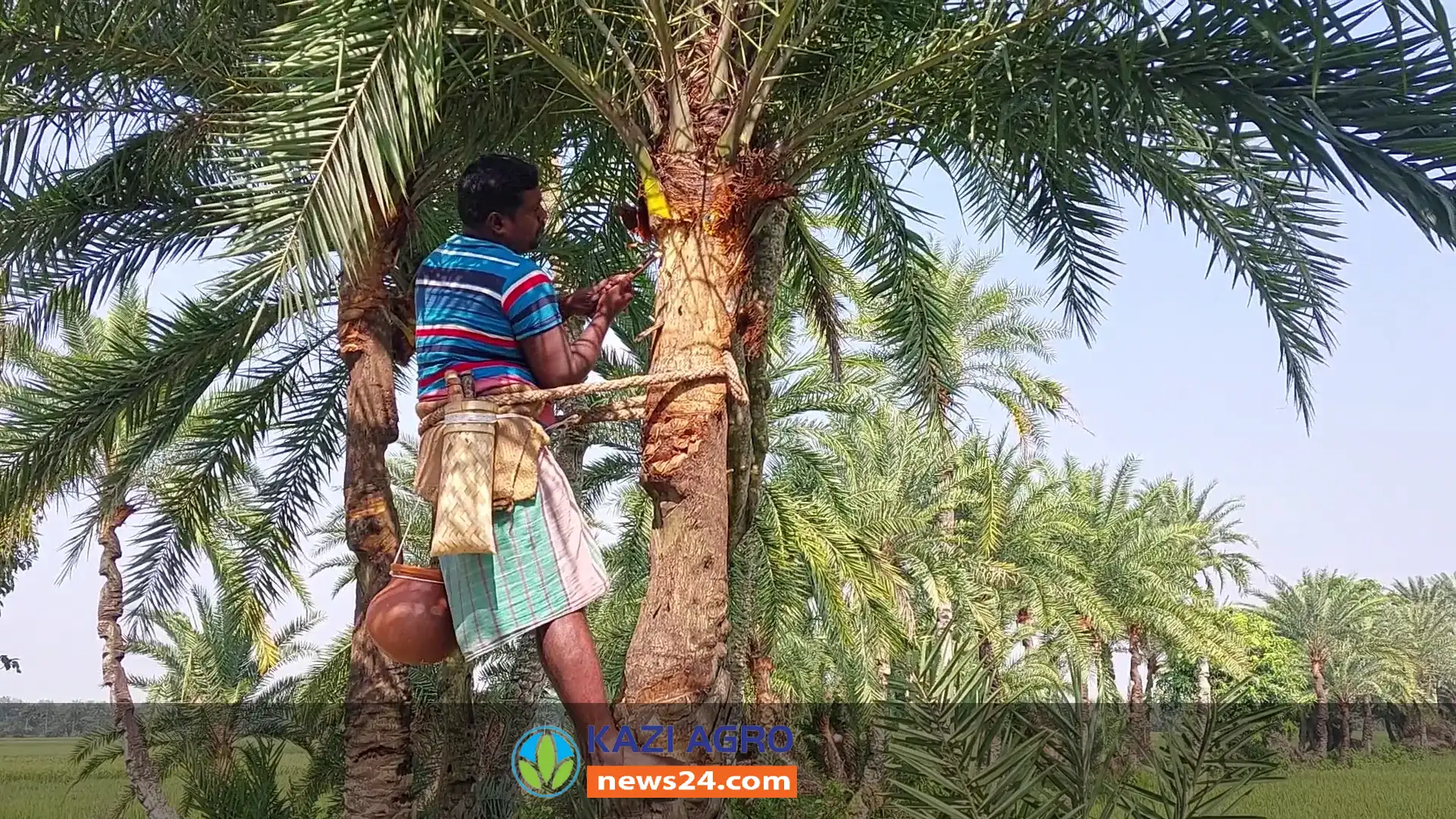 কুষ্টিয়ায় খেজুর রস সংগ্রহ ও গুড় তৈরিতে ব্যস্ত গাছিরা