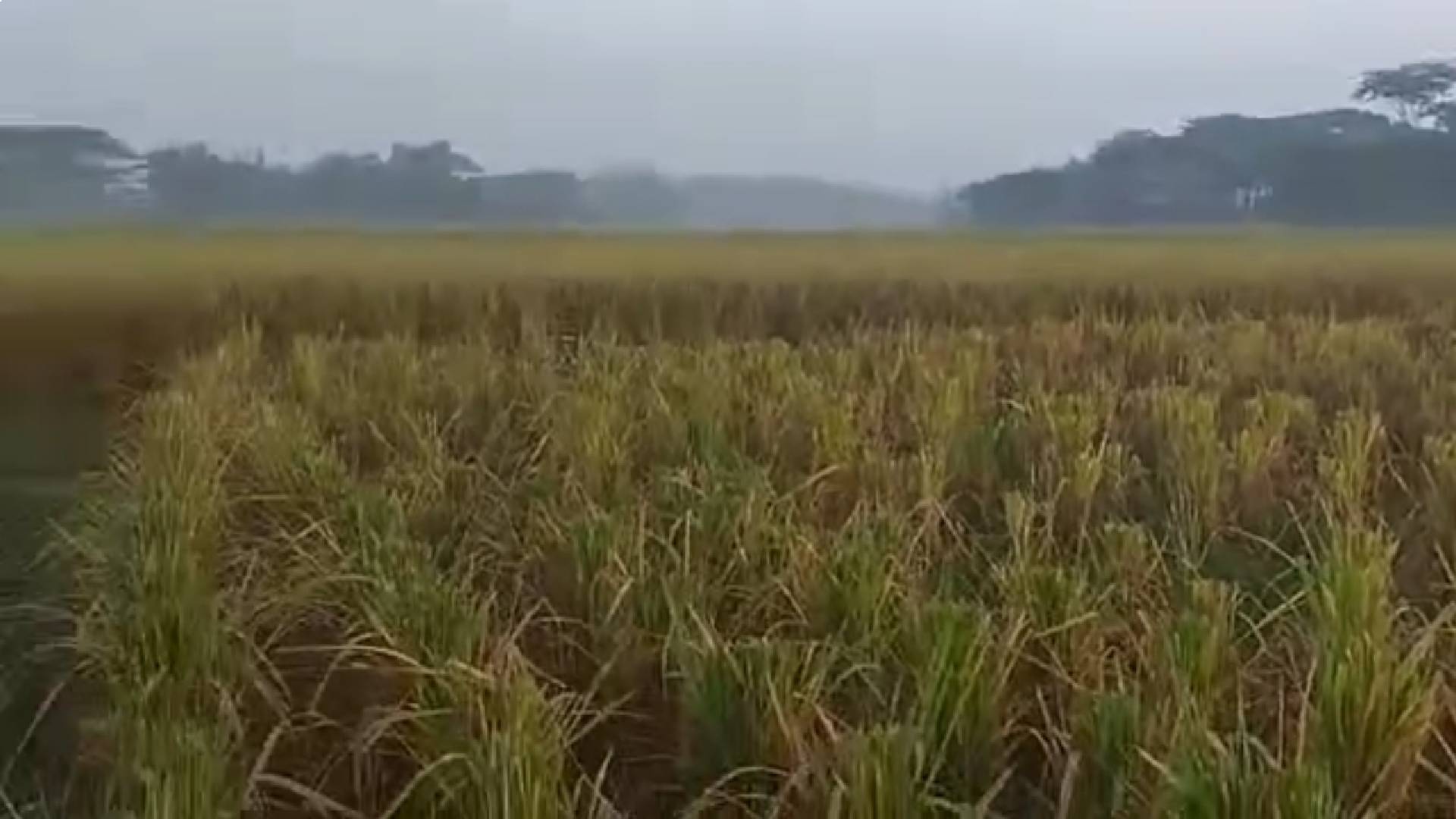 গলাচিপায় ১৪৪ ধারা ভঙ্গ করে জোরপূর্বক ধান কেটে নিলো প্রতিপক্ষরা