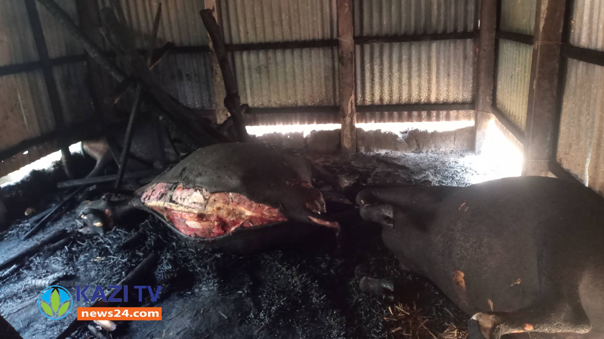 গোপালপুরে কয়েলের আগুনে মরলো কৃষকের ৩টি গরু