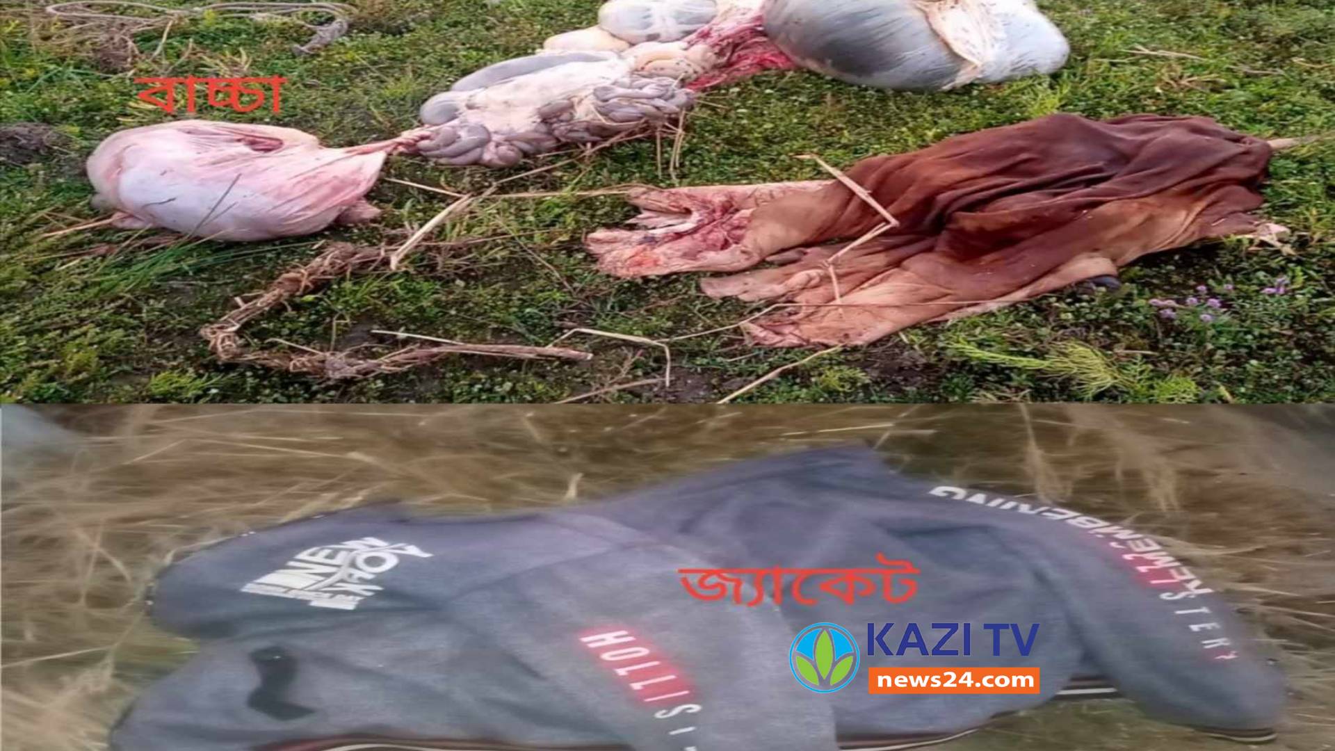 গোপালপুরে গর্ভবতী গাভী জবাই করে গোস্ত নিয়ে রেখে গেছে মৃত বাছুর