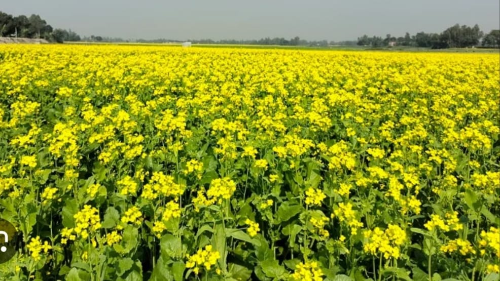 গোপালপুরে হলুদের সমারোহ চারদিকে মৌ মৌ ঘ্রাণ