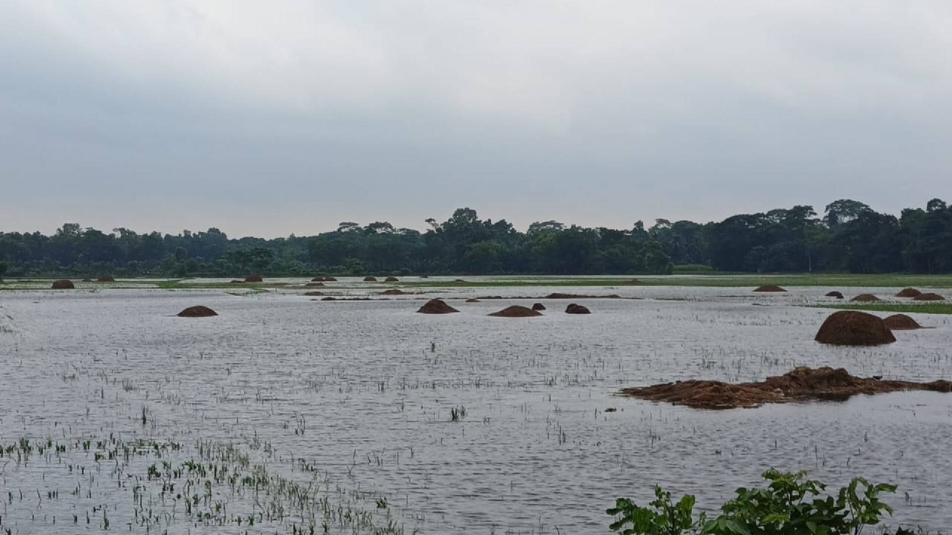 ঘূর্ণিঝড় 'শক্তি'-র প্রভাবে মতলব উত্তরে টানা বৃষ্টিতে ব্যাপক ফসলহানি ও জলাবদ্ধতা