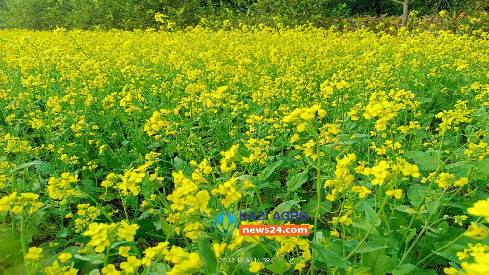 চোখ জুড়াবে সরষে ক্ষেত