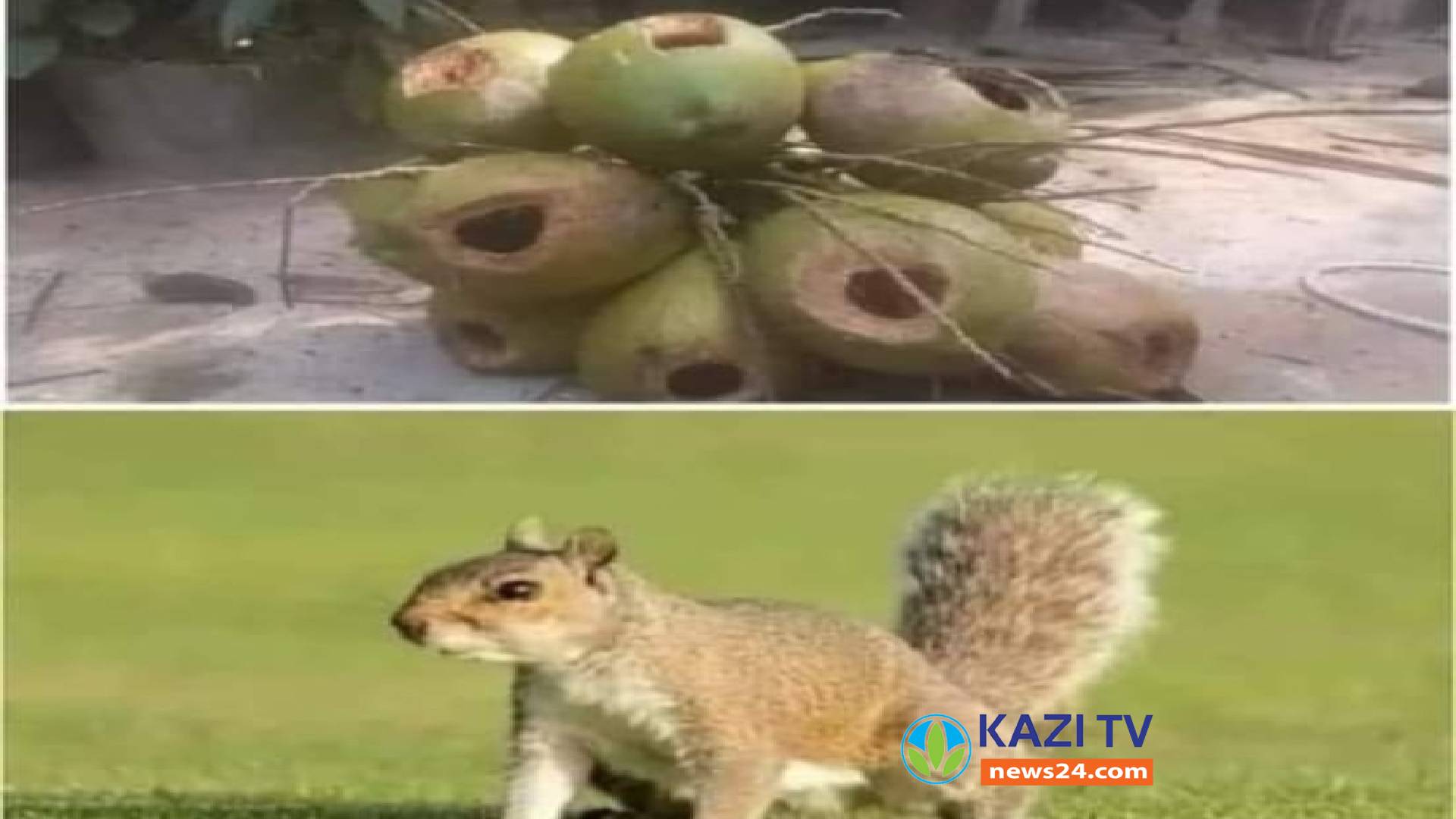 চৌদ্দগ্রামে কাটবিড়ালীর আক্রমনে ফল শুন্য গ্রাম