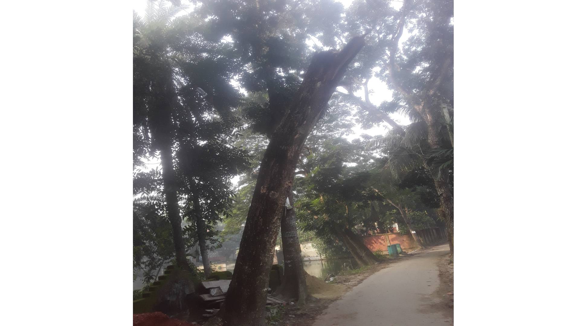চৌদ্দগ্রামে ঘাসিগ্রাম মানিকপুর রাস্তায় মুক্তিযোদ্ধা সংসদের লাগানো গাছ কেটে ফেলার অভিযোগ।