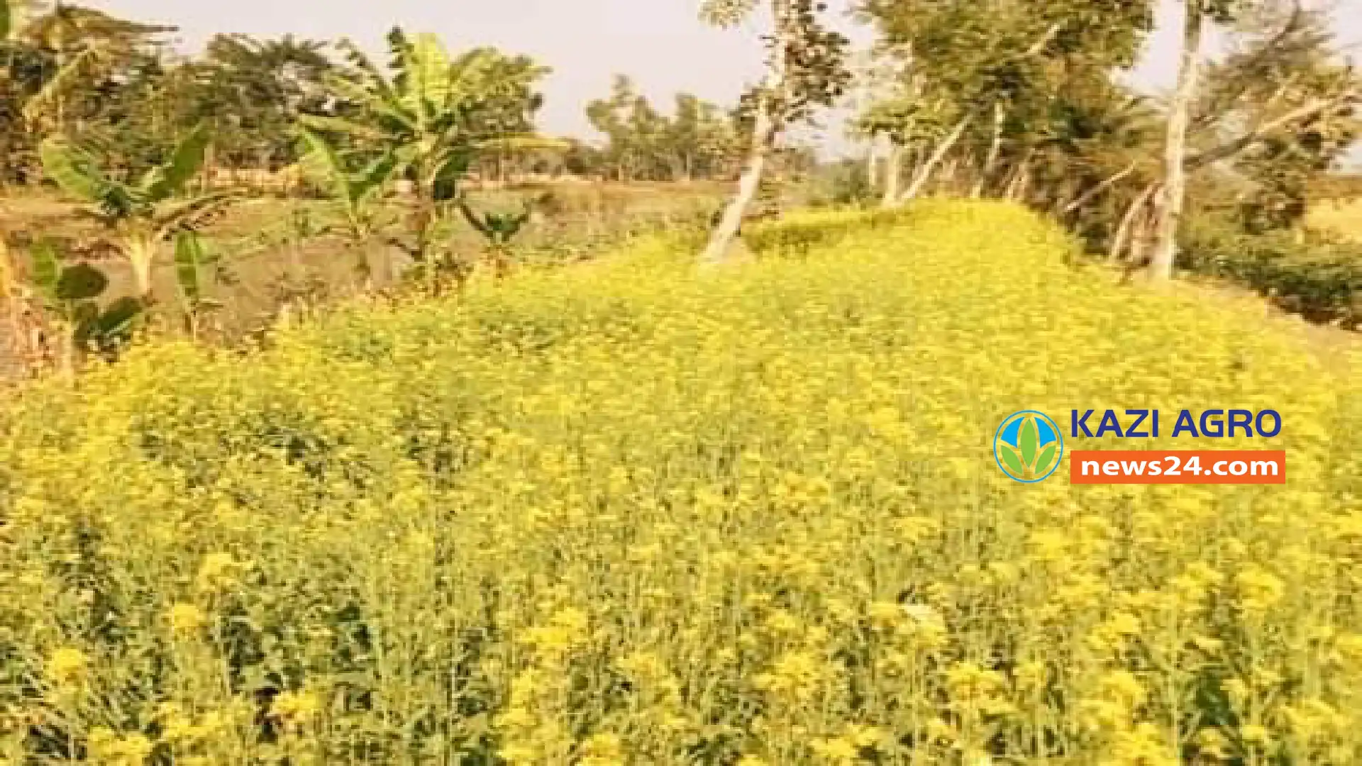 ঝালকাঠির ধানসিঁড়ি'র তীরে হলুদের সমারহ