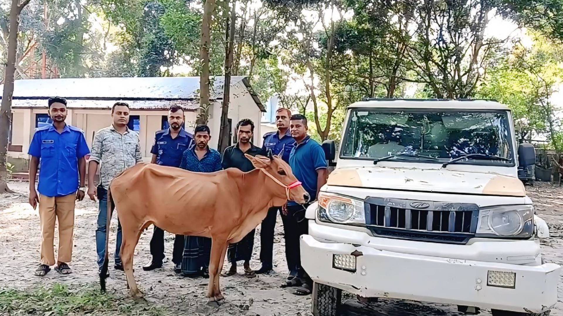 টাঙ্গাইলের ভূঞাপুরে আন্তঃজেলা চোর চক্রের ৪ সদস্য গ্রেফতার, গরু ও পিকআপ উদ্ধার!