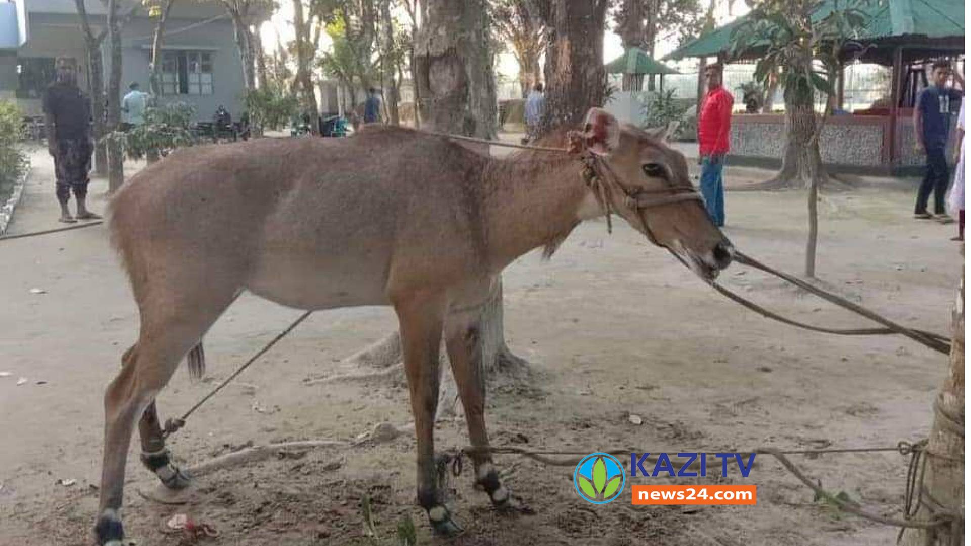 ঠাকুরগাঁও সীমান্তবর্তী এলাকায় নীলগাই উদ্ধার করেছে বিজিবি