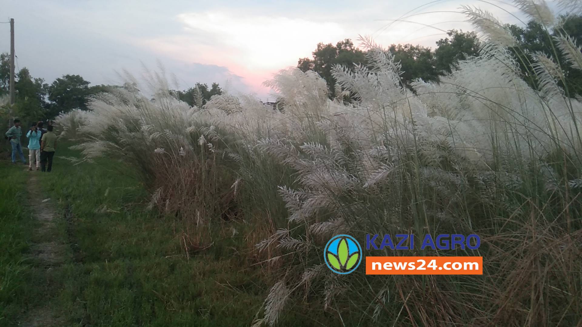 তালতলীতে কাশফুলে মিশে আছে শরতের সৌন্দর্য