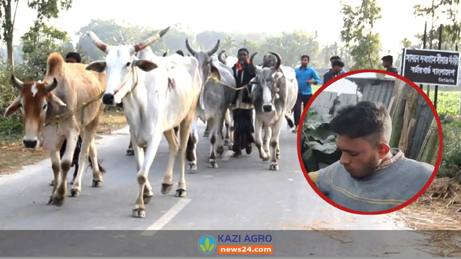 তিনবিঘা করিডোরের গরু সিন্ডিকেটের গোপন তথ্য ফাঁস