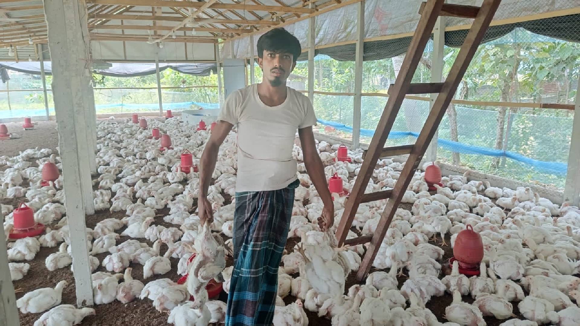 তীব্র গরমে মতলব উত্তরে পোলট্রি খাতে মহাবিপর্যয়: হিটস্ট্রোকে মরছে হাজারো মুরগি, খামার বন্ধের মুখে।