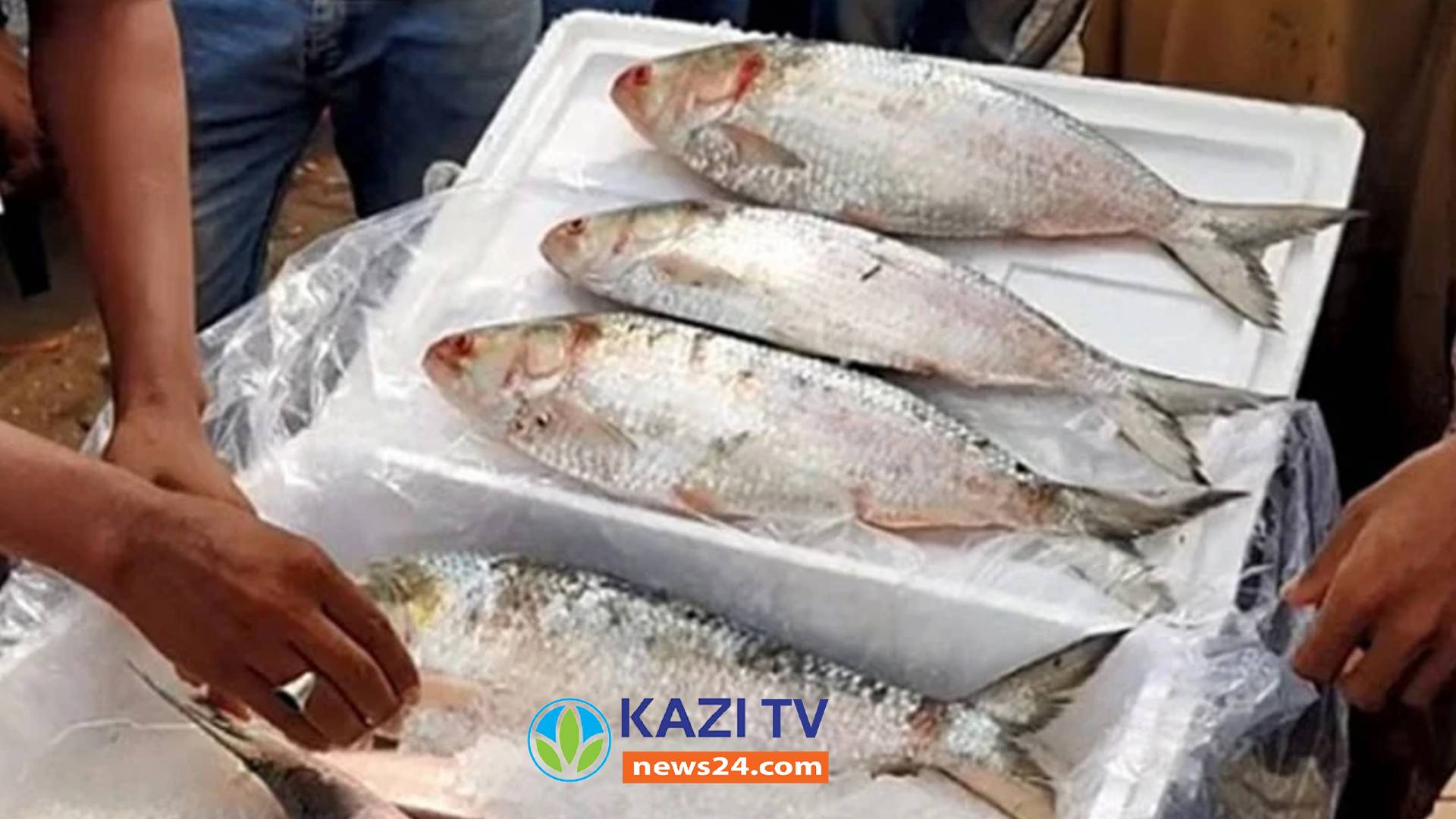 দুর্গাপূজায় ভারতে ৩ হাজার টন ইলিশ রপ্তানির অনুমোদন