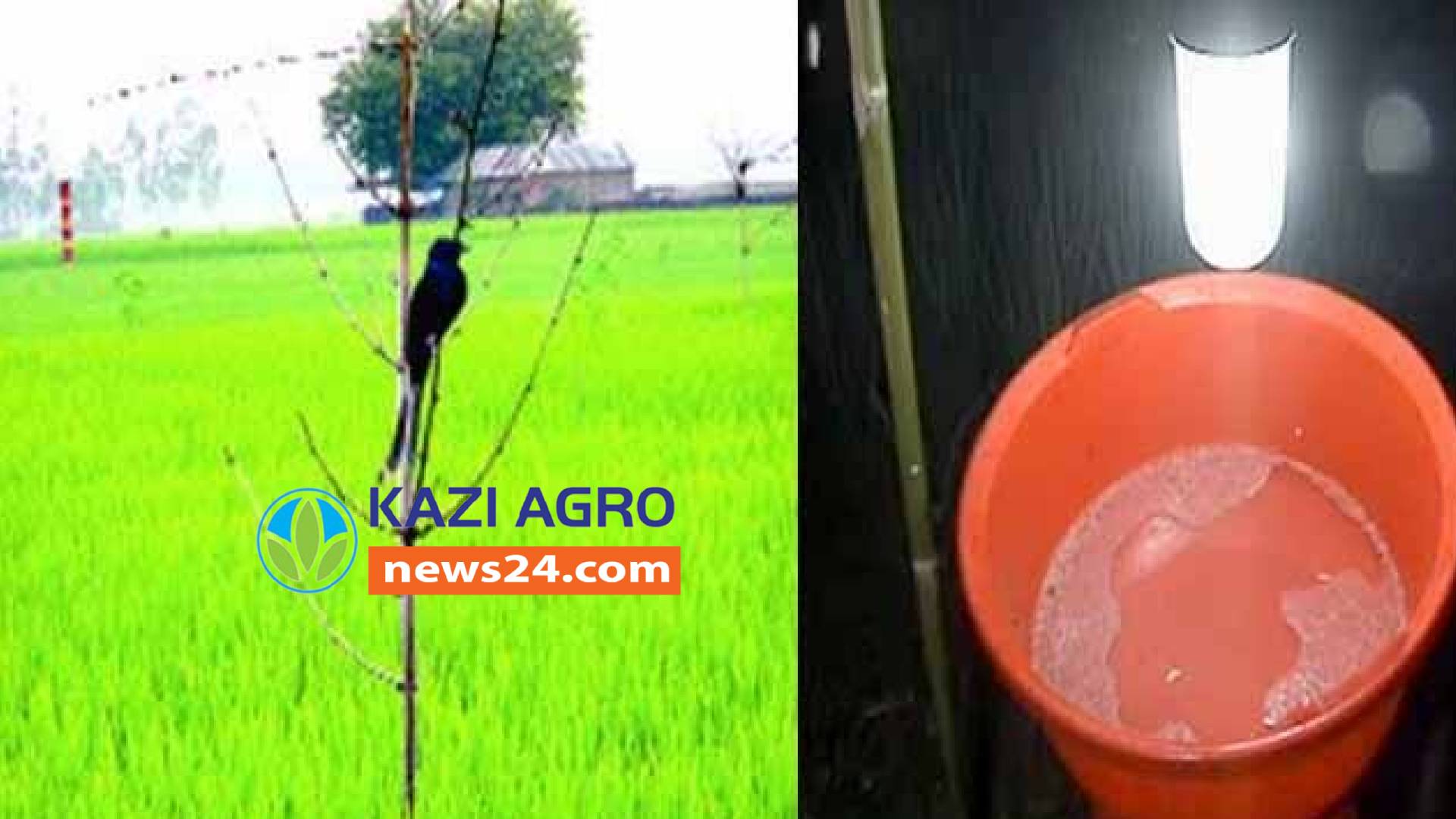 ধান চাষে আলোর ফাঁদ, পোঁকা দমনে কার্যকরী হতে পারে।