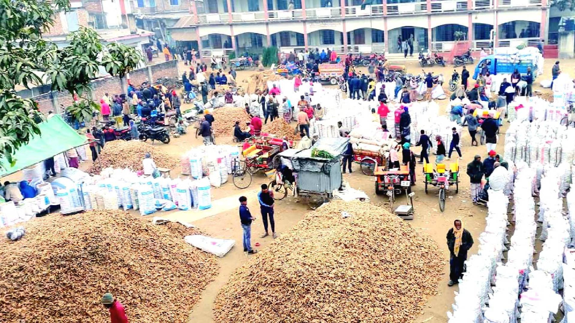 নওগাঁর কোলা হাটের হলুদ এখন পৌঁছে যাচ্ছে সারাদেশে