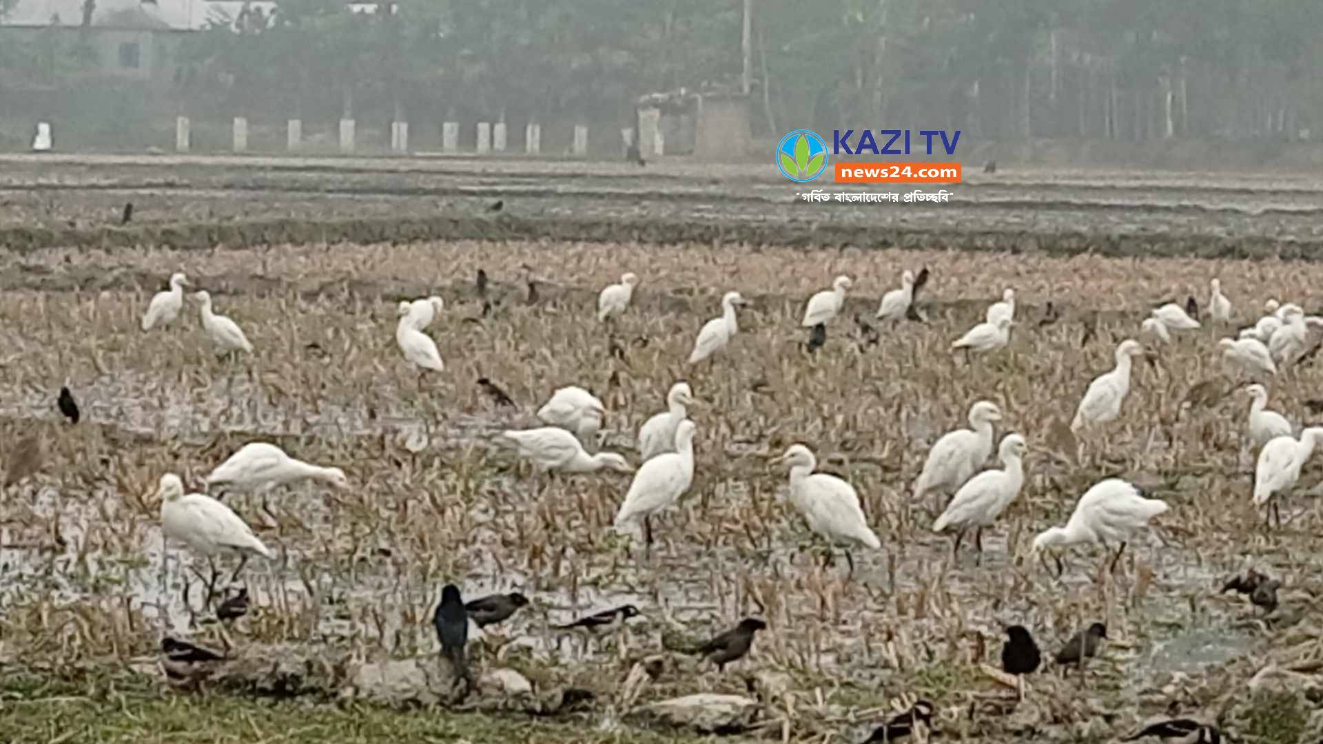 নতুন সেচের পানিতে মিলছে পাখির খাদ্য