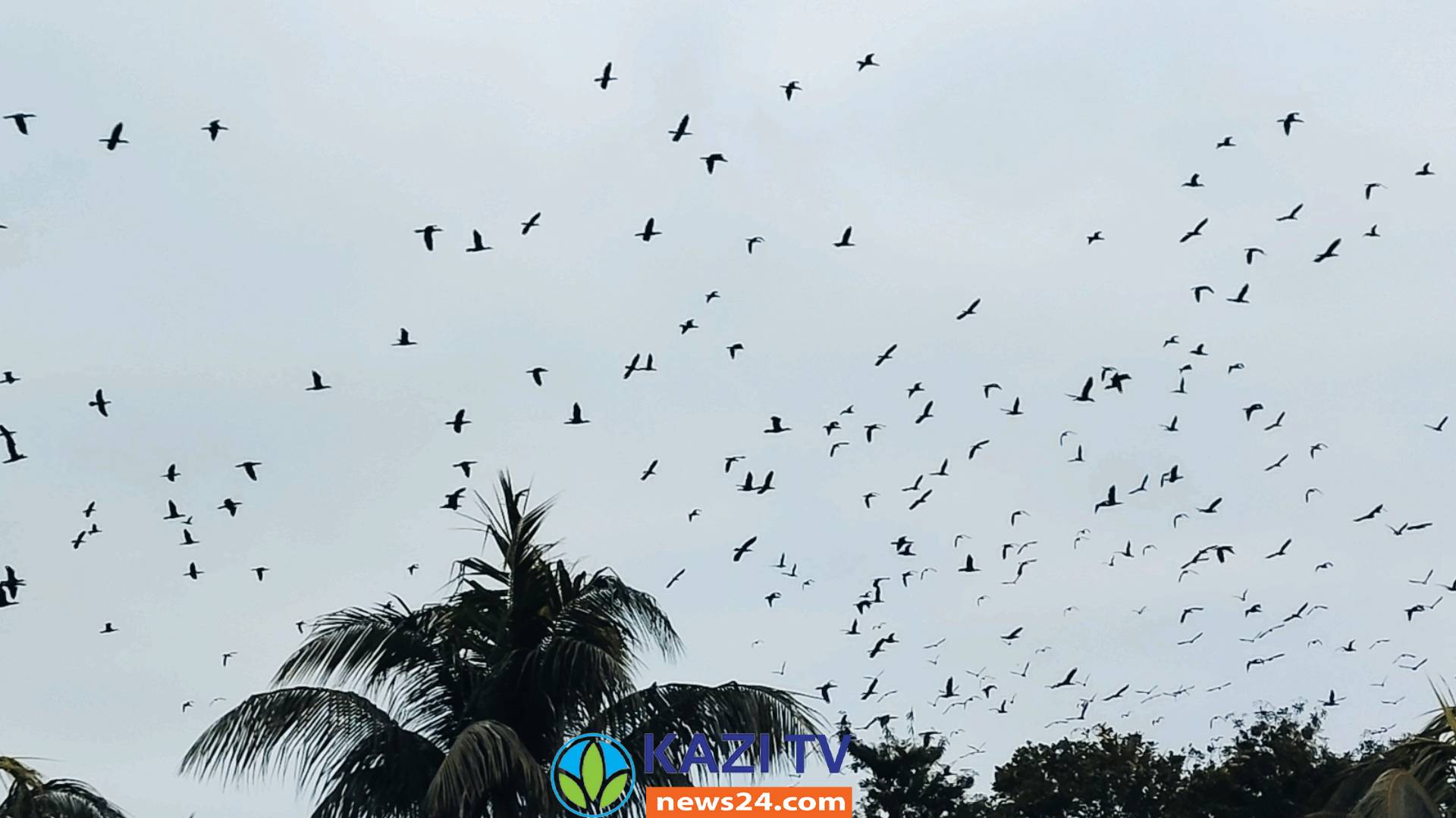 নড়াইলে অরুনিমায় পরিযায়ী পাখিদের অভয়ারণ্য