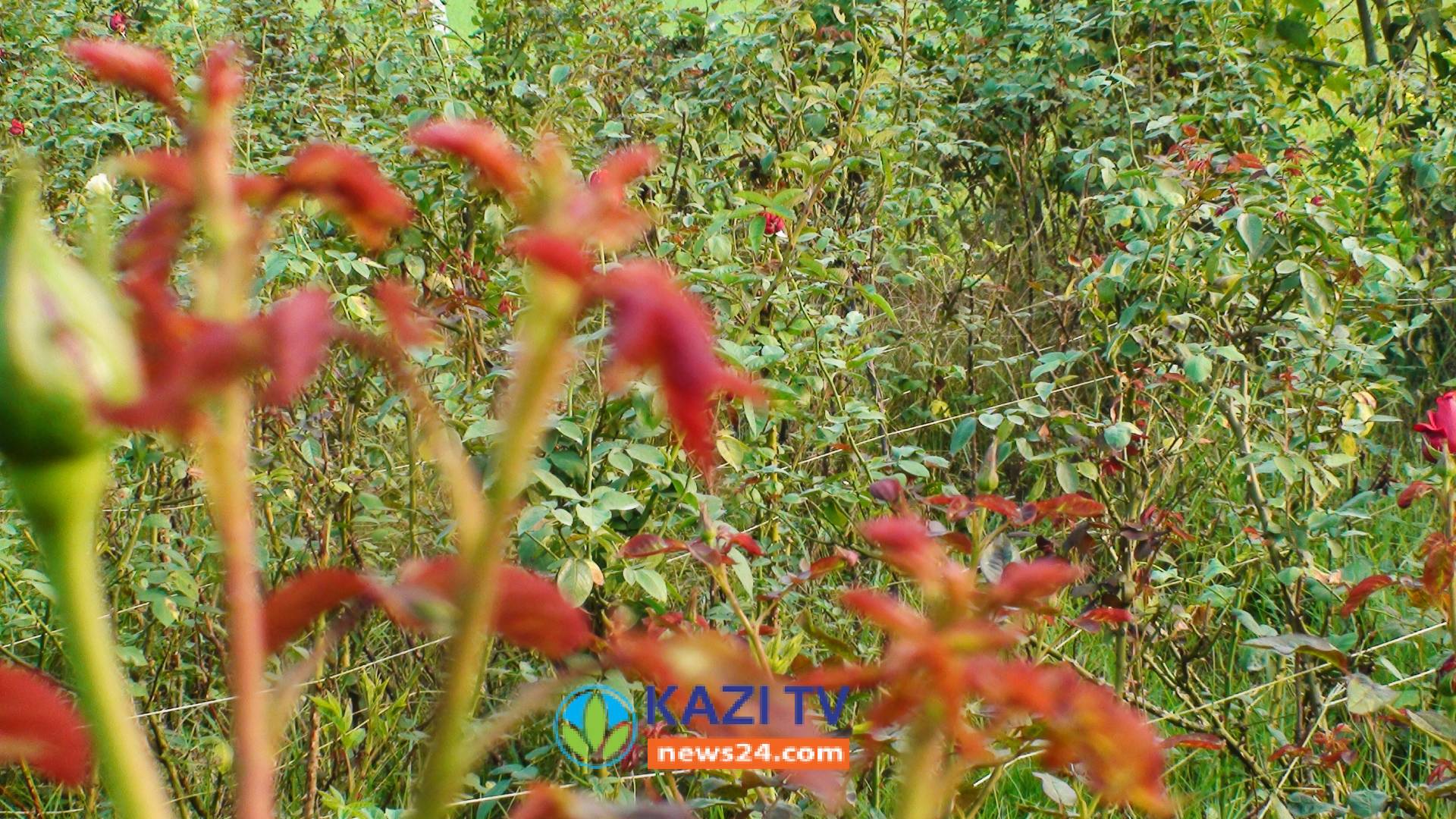 নড়াইলে ফুল চাষ করে সফল- আল আমিন।