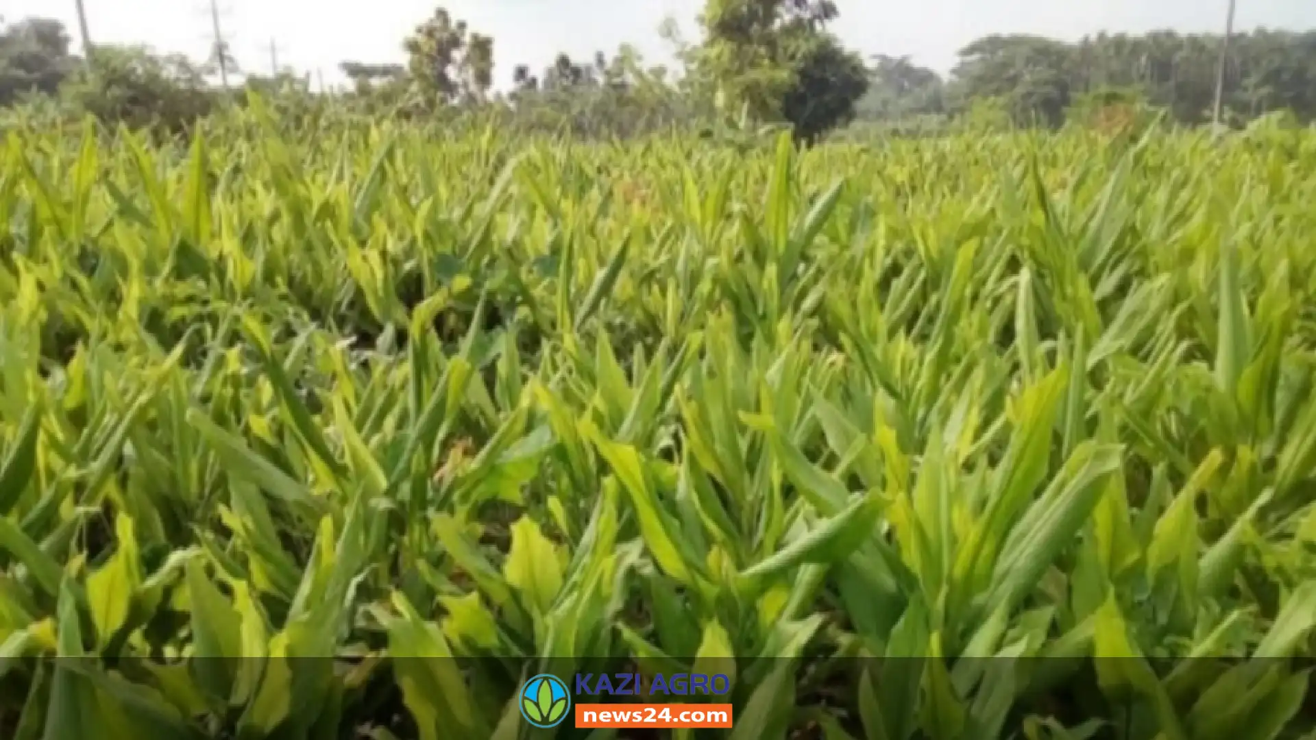 পাইকগাছায় হলুদের বাম্পার ফলন