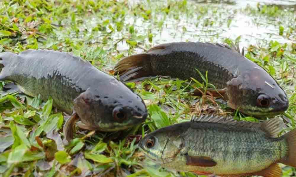 বৃষ্টিতে কৈ মাছ ডাঙায় উঠে আসে কেন?