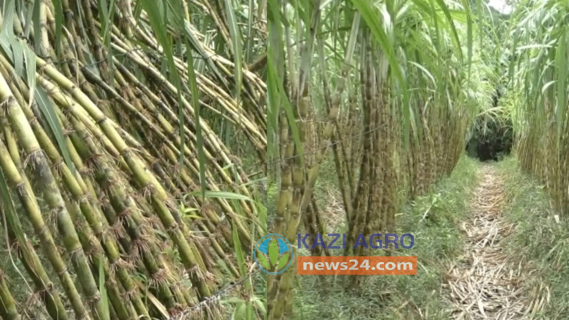 ভোলায়  দিনে দিনে জনপ্রিয় হয়ে উঠেছে আখের চাষ