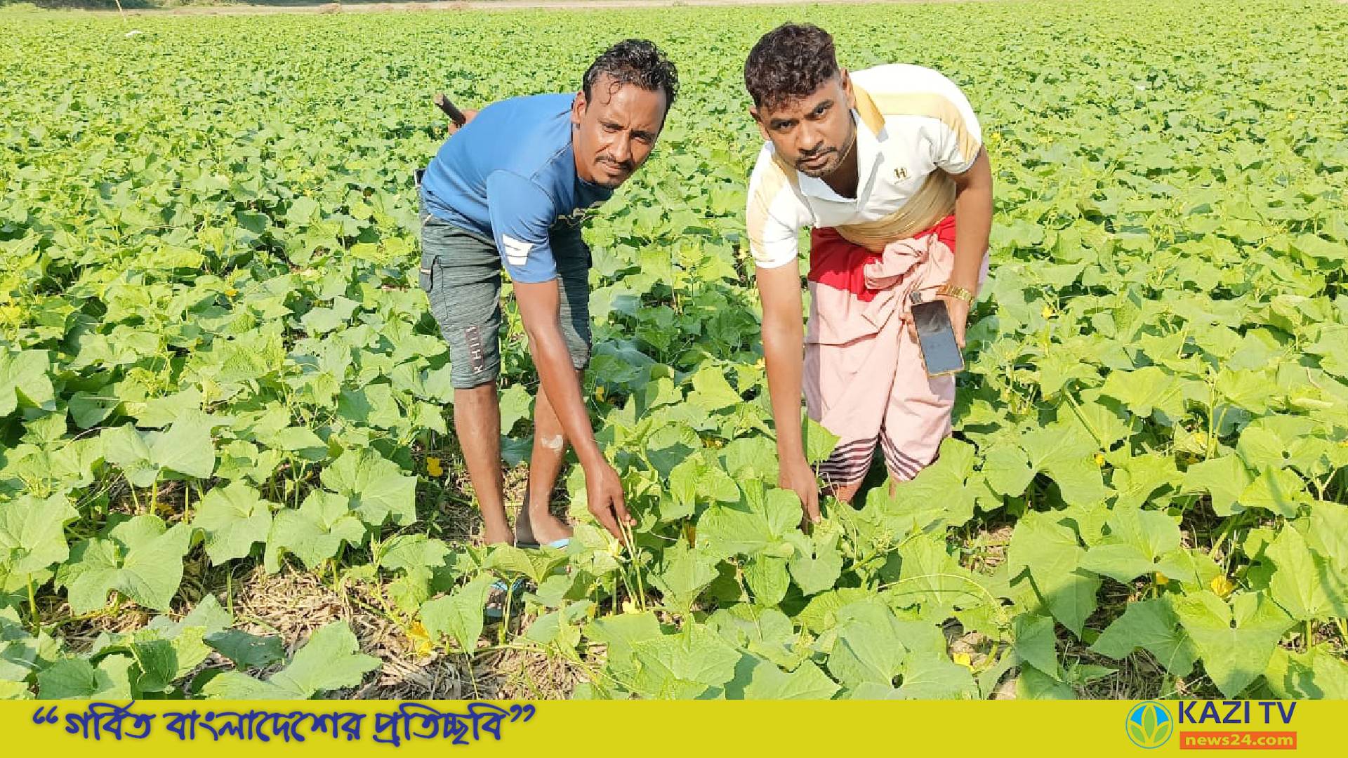 মতলব উত্তরে খিরার বাম্পার ফলনে অধিক লাভের স্বপ্ন দেখছে কৃষক