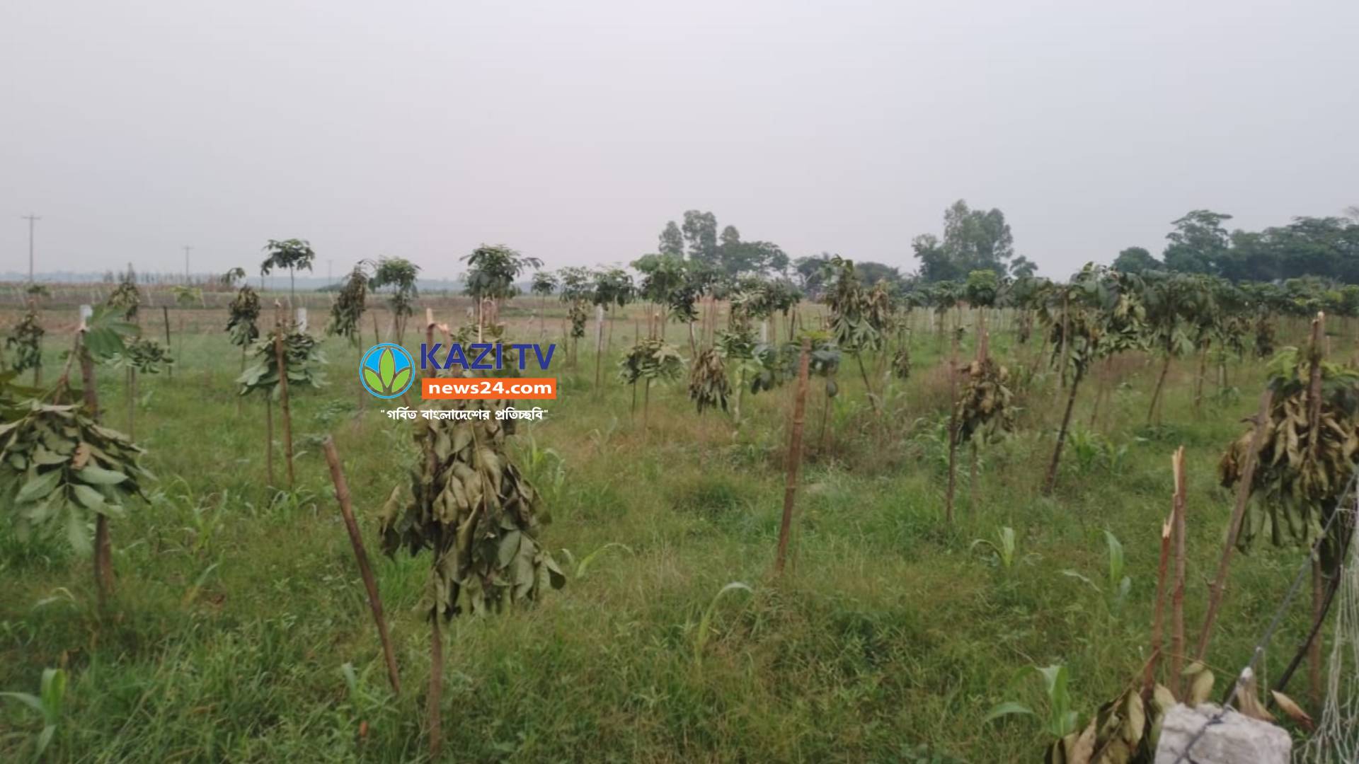মতলব উত্তরে গাছের সাথে এ কেমন শত্রুতা