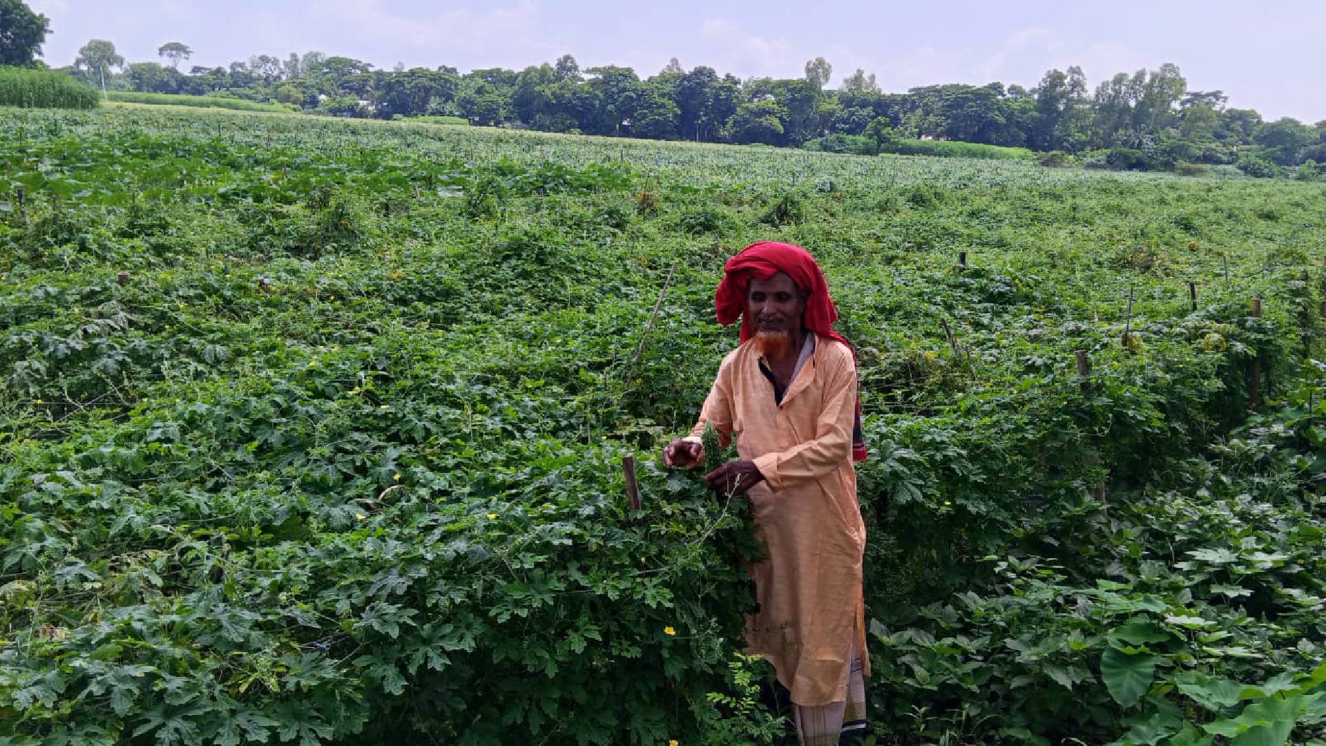 মতলব উত্তরে চরাঞ্চলে করলার বাম্পার ফলন, কৃষকের মুখে হাসি