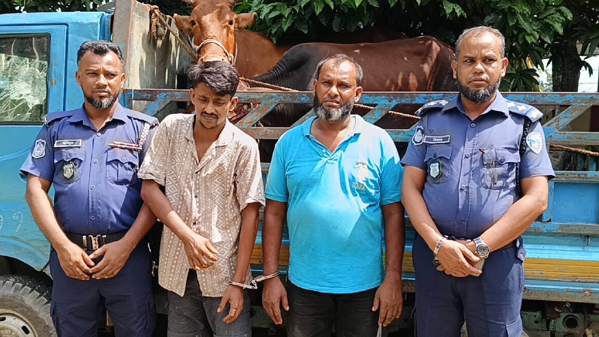 মতলব উত্তরে চোরাই গরু ও পিকআপসহ ২ চোর আটক