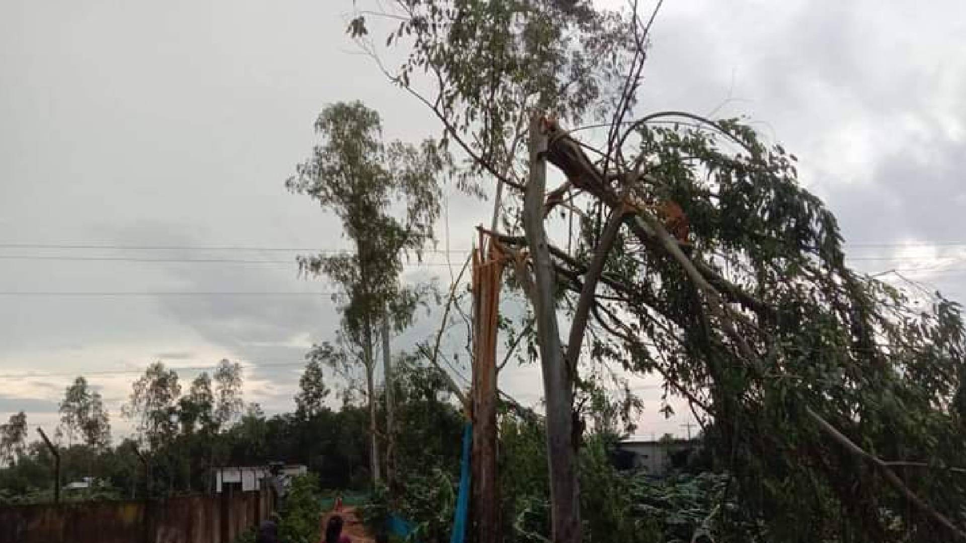 মধুপুরে হঠাৎ  ঘুর্ণিঝড় এলাকা লন্ডভন্ড ফসলের ব্যাপক ক্ষয়ক্ষতি