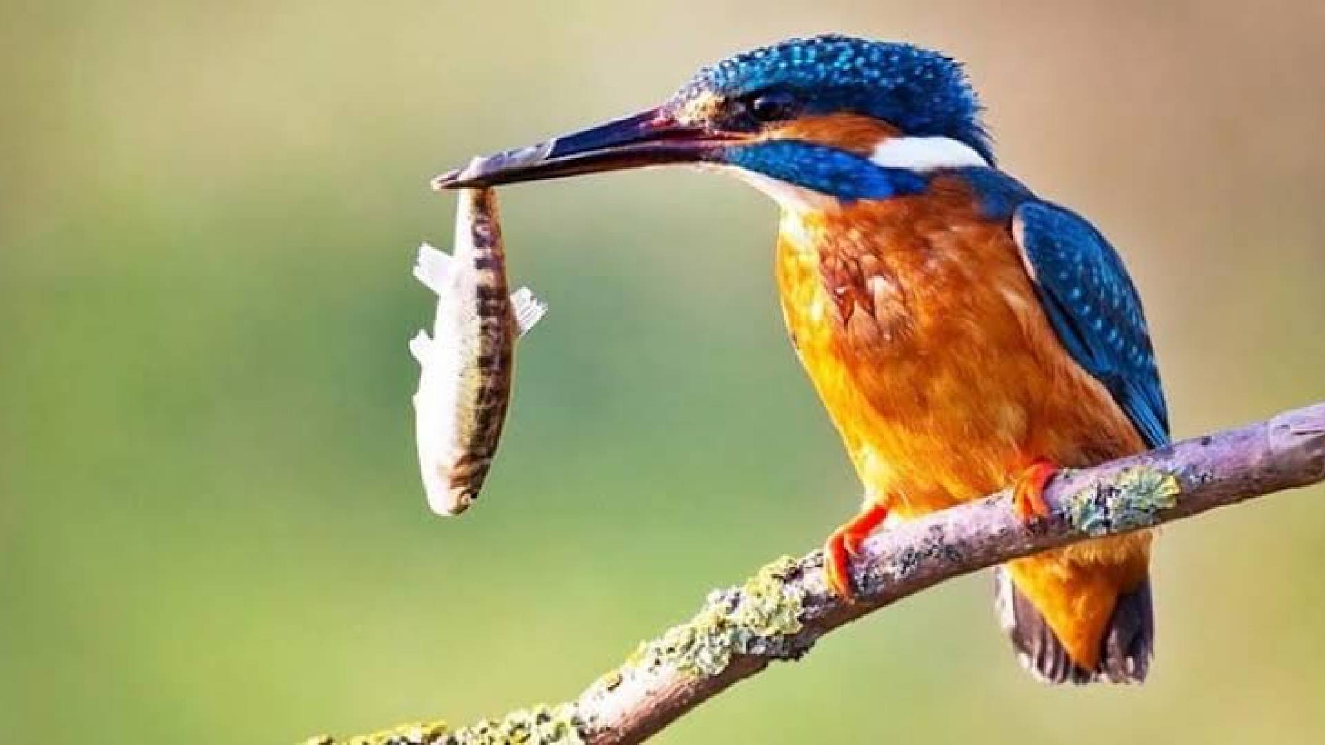 মাছরাঙার চোখের অসাধারণ ক্ষমতা, পানির নিচে মাছের অবস্থান বুঝে নেয় কীভাবে?