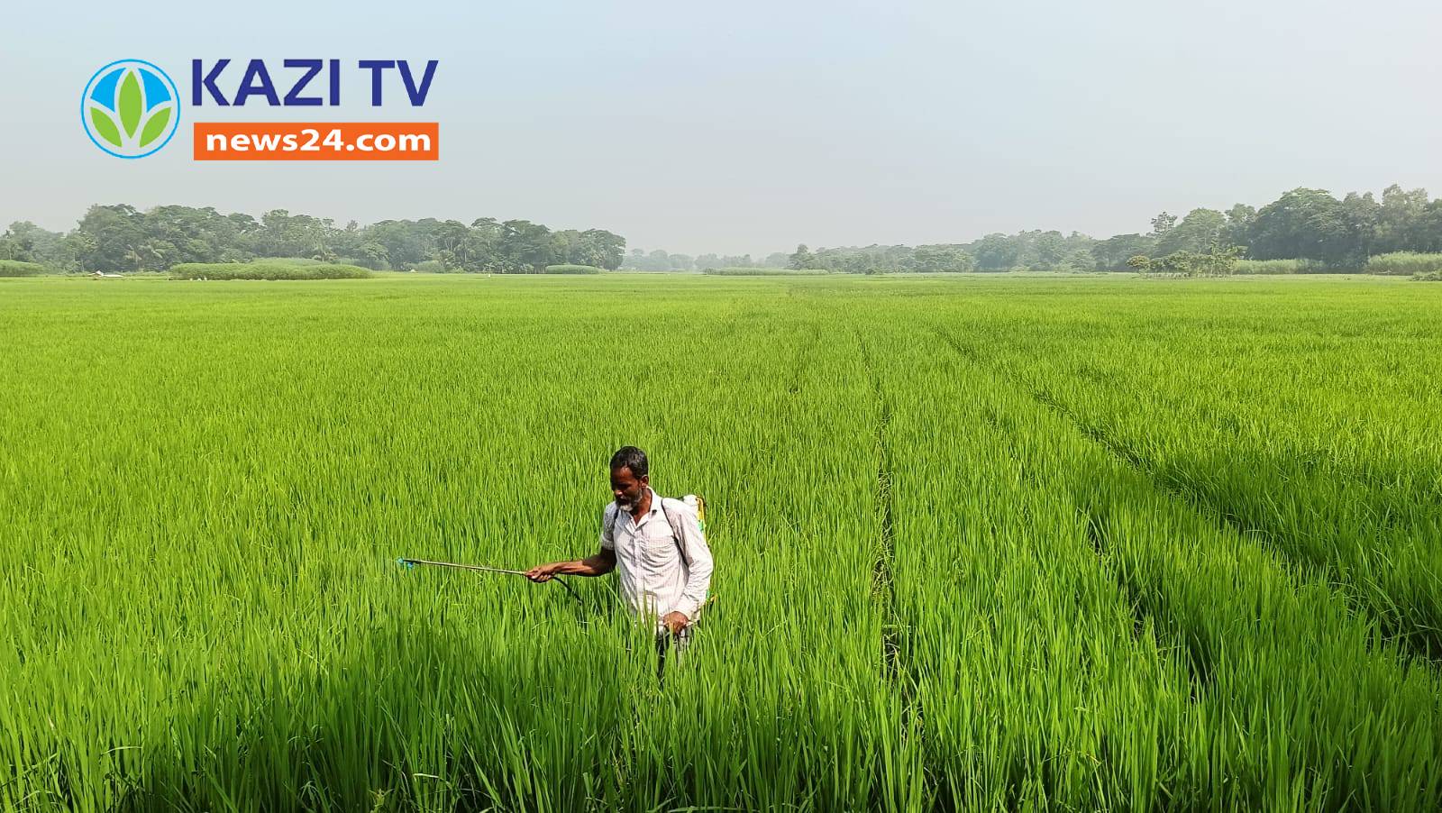 মেঘনা ধনাগোদা সেচ প্রকল্পে আমন ধানের সবুজ পাতায় দুলছে কৃষকের স্বপ্ন