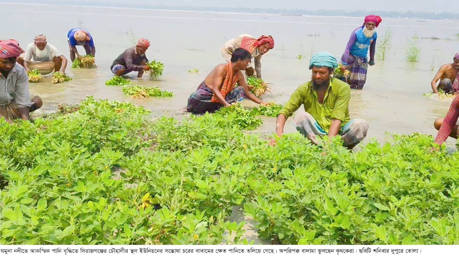 যমুনা নদীতে আকস্মিক পানি বৃদ্ধির ফলে তলিয়ে গেল শত শত বিঘা বাদাম ক্ষেত