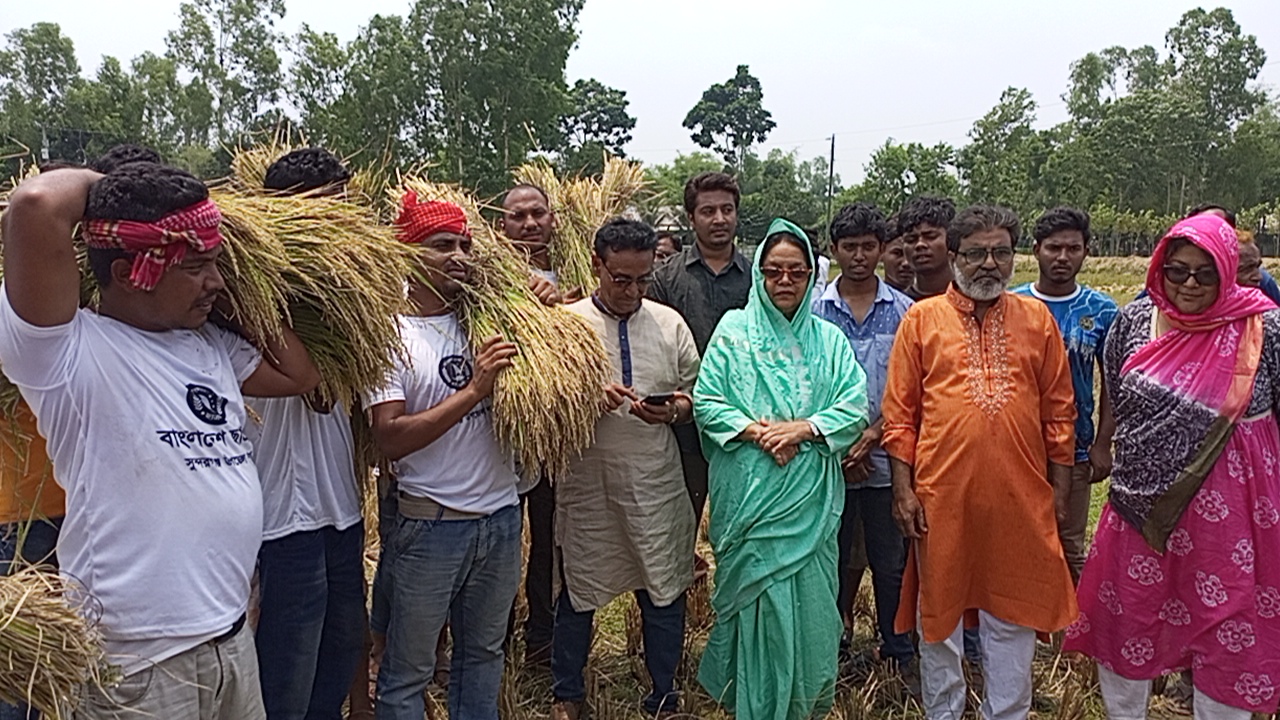 শ্রমিক সংকটে বিপাকে কৃষক, ধান কেটে পৌঁছে দিল ছাত্রলীগ