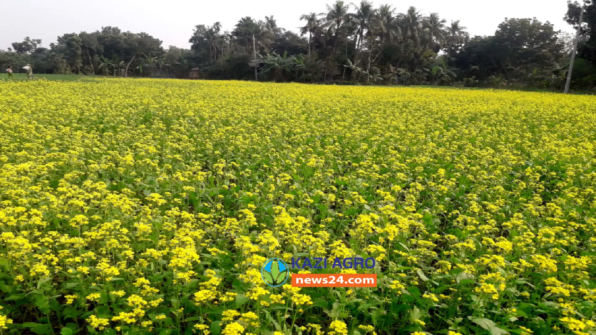 সরিষার হলুদ ফুলে সেজেছে কুষ্টিয়ার গ্রাম অঞ্চলগুলোতে