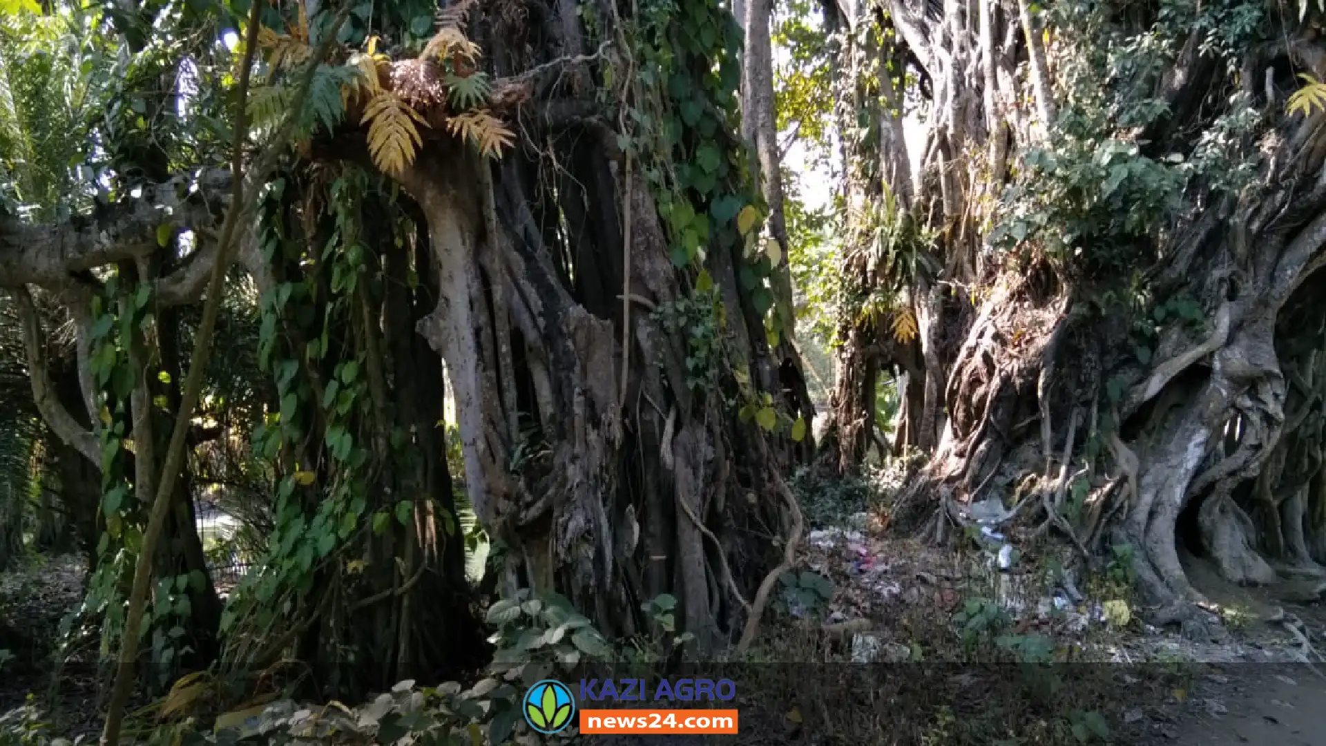 সুন্দরগঞ্জে কালের বিবর্তনে হারাতে বসেছে তিনশত বছরের পুরনো গাছ।
