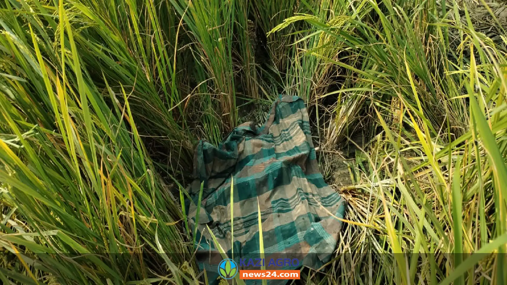 সুন্দরগঞ্জে ধানক্ষেত থেকে শিশুর অর্ধগলিত লাশ উদ্ধার।
