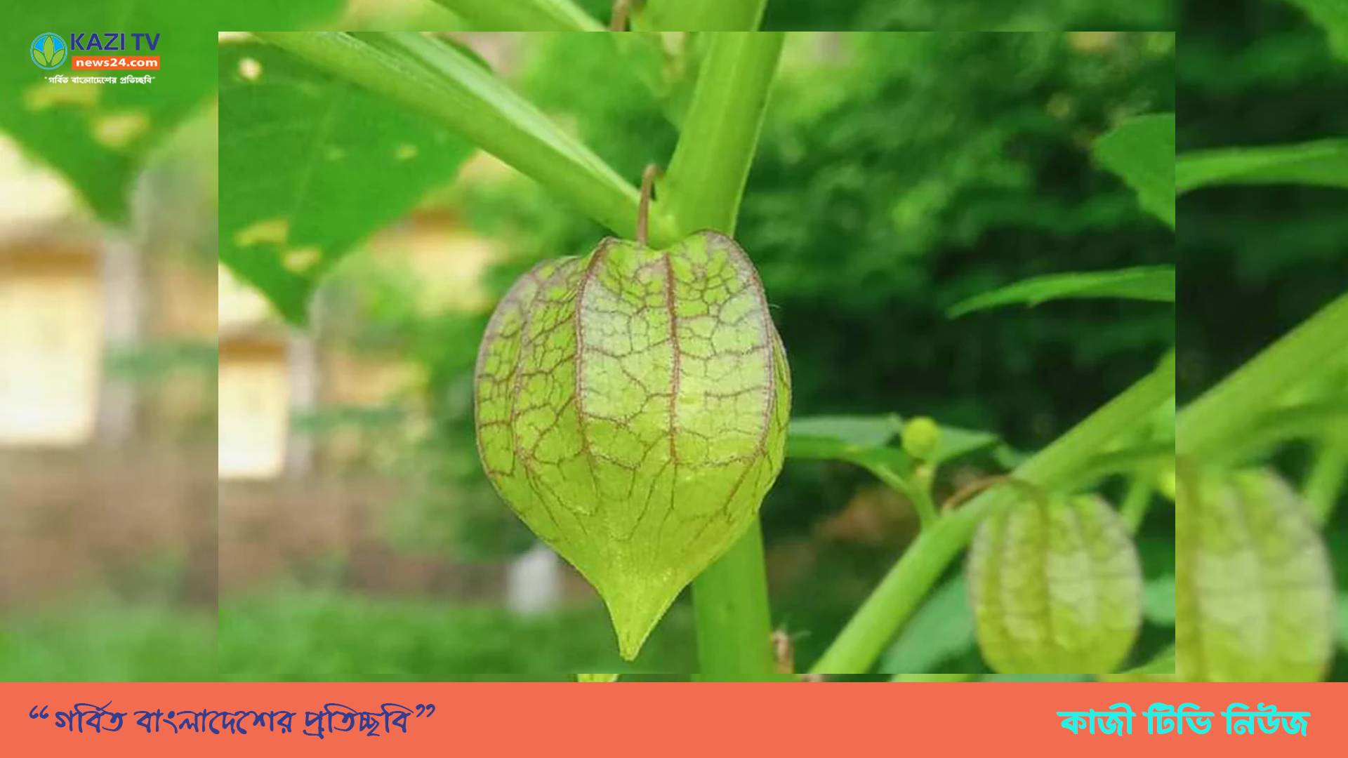 হারিয়ে যাচ্ছে ফুটকি
