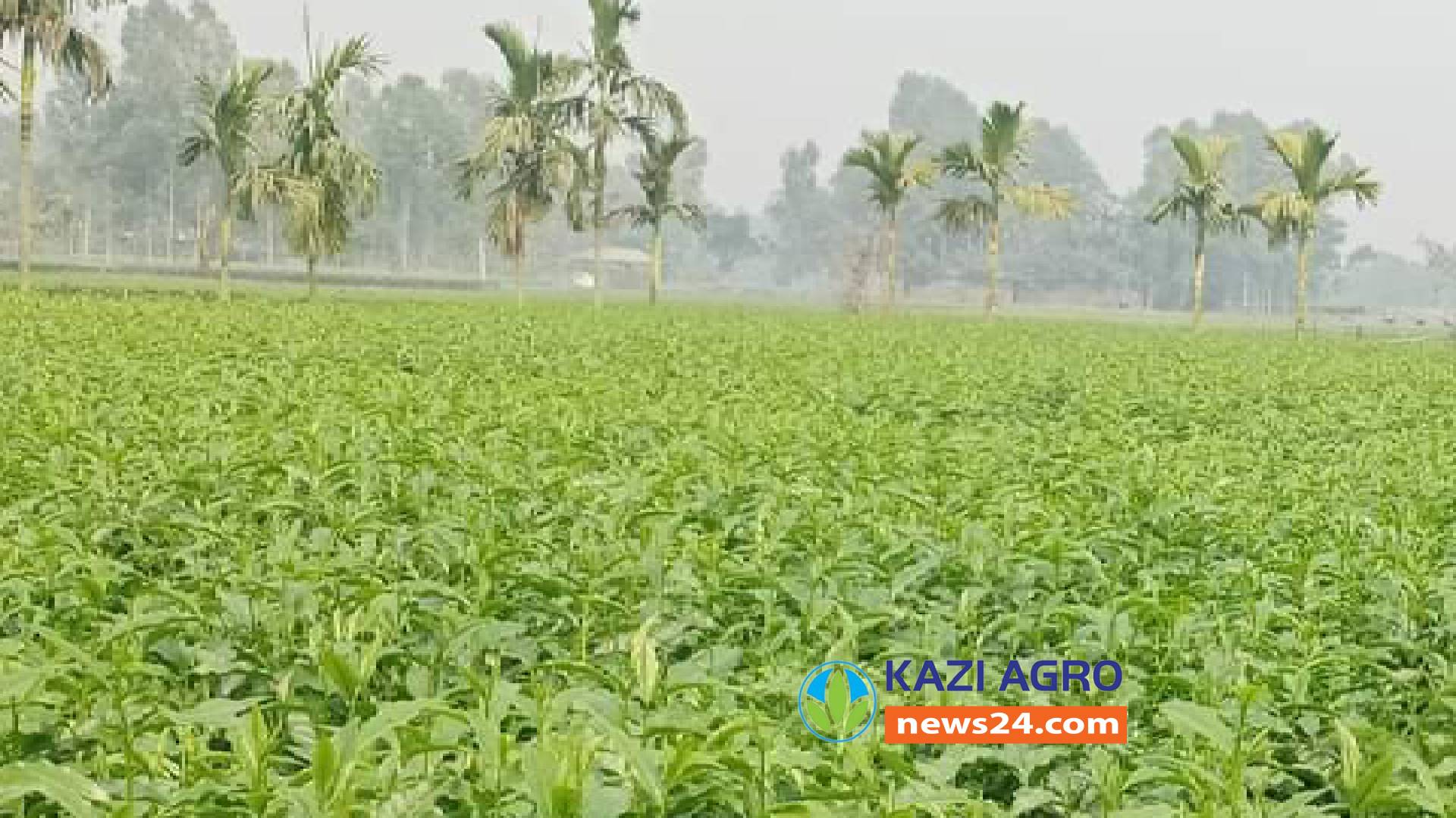 হুমকির মুখে পঞ্চগড়ের চাষ শিল্প