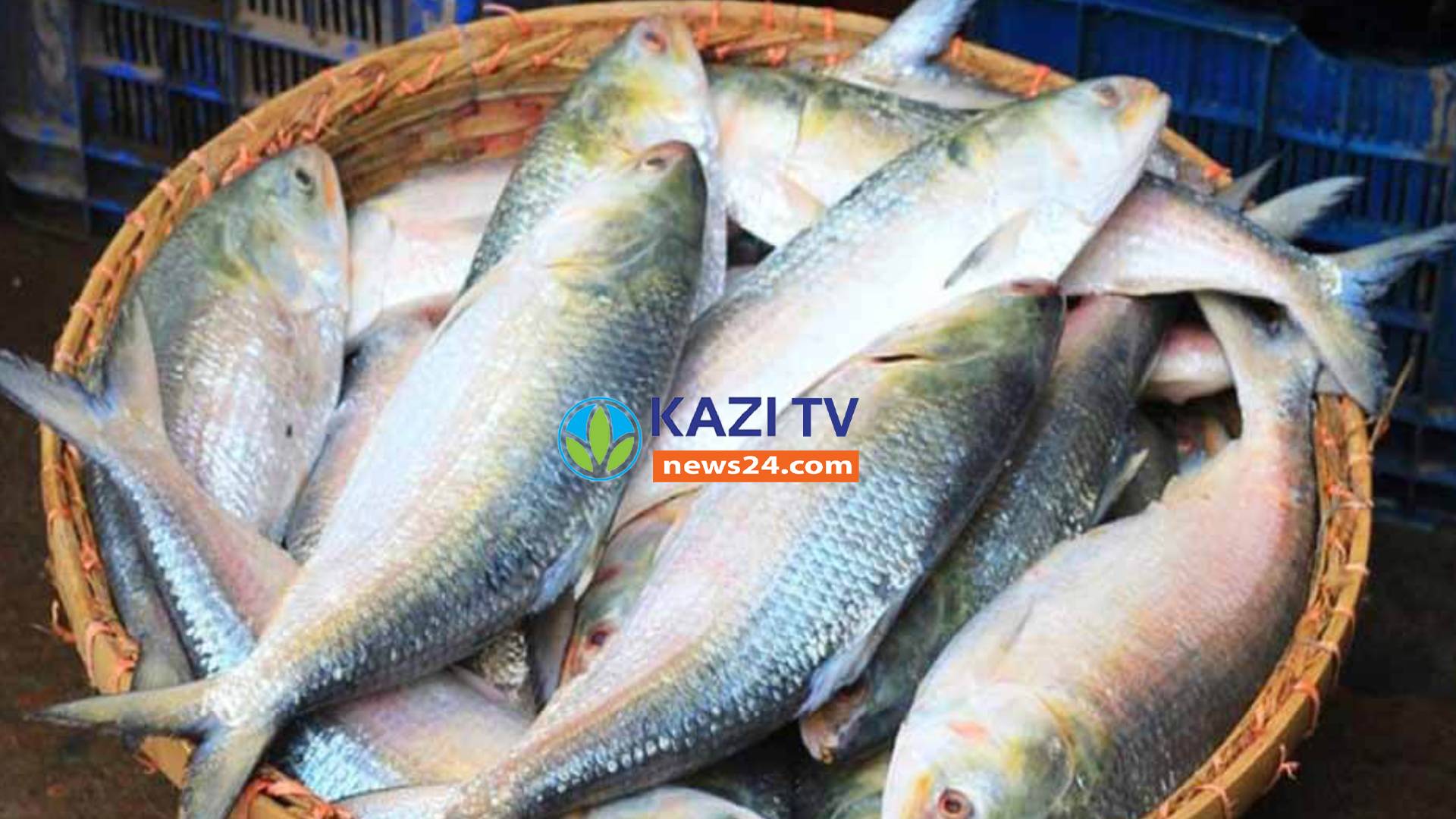 ১৩ অক্টোবর থেকে ২২ দিন ইলিশ ধরা নিষিদ্ধ